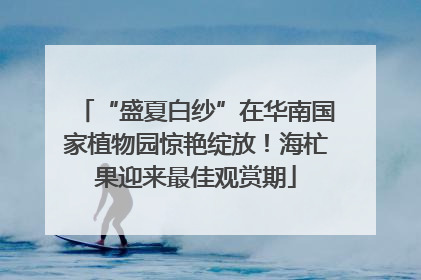“盛夏白纱”在华南国家植物园惊艳绽放！海杧果迎来最佳观赏期