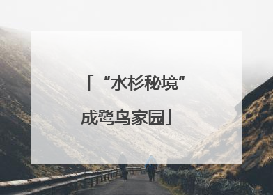 “水杉秘境”成鹭鸟家园