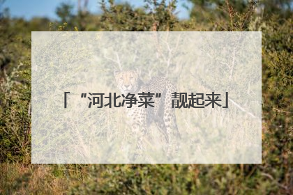 “河北净菜”靓起来