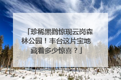 珍稀黑鹳惊现云岗森林公园！丰台这片宝地藏着多少惊喜？