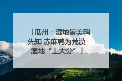 瓜州：湿地景美鸭先知 赤麻鸭为荒漠湿地“上大分”