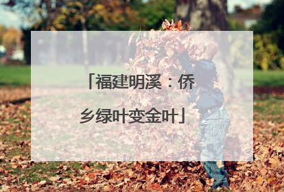 福建明溪：侨乡绿叶变金叶