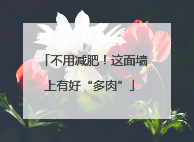 不用减肥！这面墙上有好“多肉”