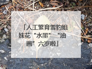 人工繁育雪豹姐妹花“水墨”“油画”六岁啦