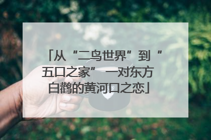 从“二鸟世界”到“五口之家” 一对东方白鹳的黄河口之恋