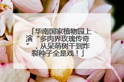 华南国家植物园上演“多肉界玫瑰传奇”，从呆萌树干到炸裂种子全是戏！