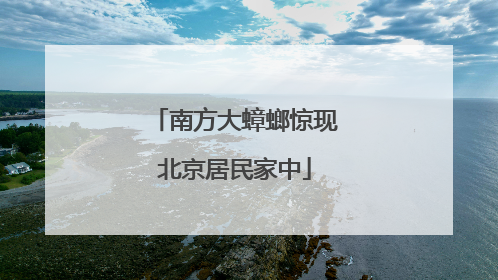 南方大蟑螂惊现北京居民家中