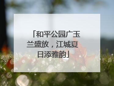 和平公园广玉兰盛放，江城夏日添雅韵