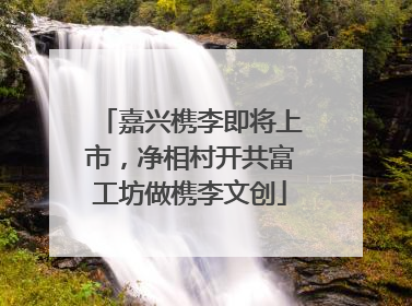 嘉兴槜李即将上市，净相村开共富工坊做槜李文创