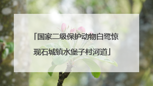 国家二级保护动物白鹭惊现石城镇水堡子村河道