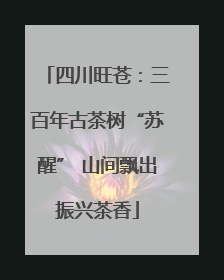 四川旺苍：三百年古茶树“苏醒” 山间飘出振兴茶香