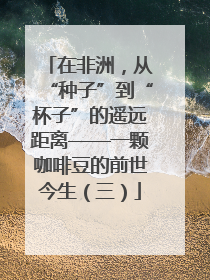 在非洲，从“种子”到“杯子”的遥远距离——一颗咖啡豆的前世今生（三）