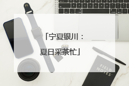 宁夏银川：夏日采茶忙