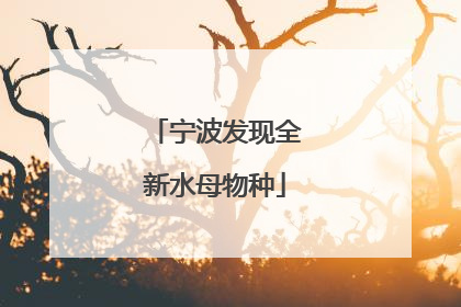 宁波发现全新水母物种
