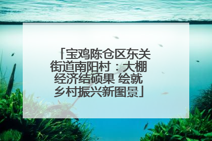 宝鸡陈仓区东关街道南阳村：大棚经济结硕果 绘就乡村振兴新图景