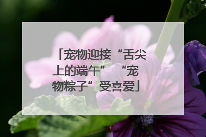 宠物迎接“舌尖上的端午” “宠物粽子”受喜爱