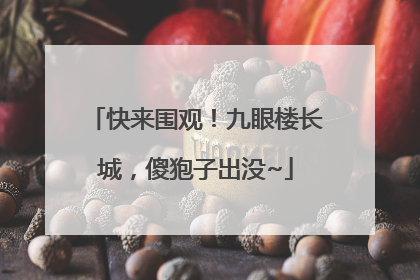 快来围观！九眼楼长城，傻狍子出没~