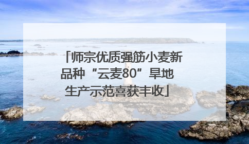 师宗优质强筋小麦新品种“云麦80”旱地生产示范喜获丰收