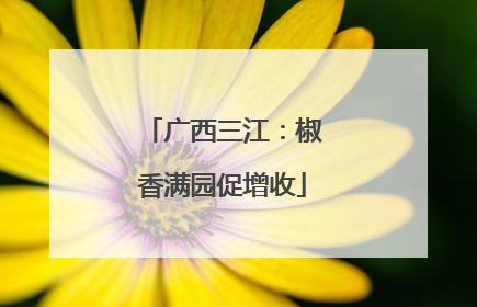 广西三江：椒香满园促增收