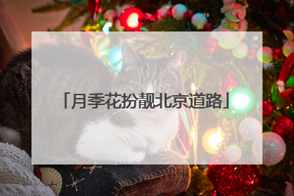 月季花扮靓北京道路