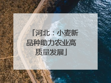 河北：小麦新品种助力农业高质量发展