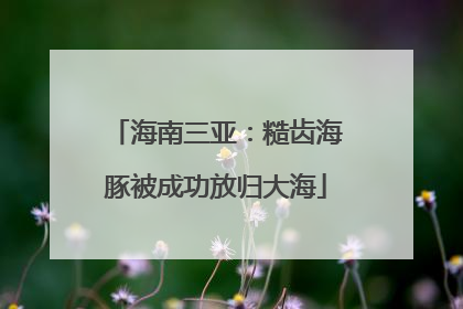 海南三亚：糙齿海豚被成功放归大海