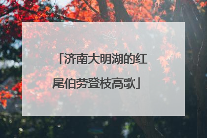 济南大明湖的红尾伯劳登枝高歌
