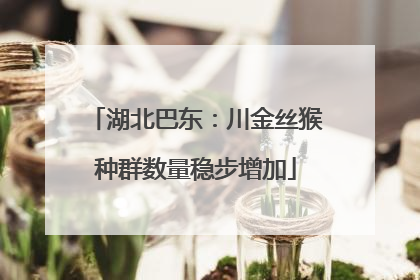 湖北巴东：川金丝猴种群数量稳步增加