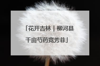 花开吉林｜柳河县千亩芍药竞芳菲