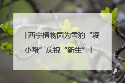 西宁植物园为雪豹“凌小蛰”庆祝“新生”