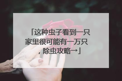 这种虫子看到一只家里很可能有一万只，除虫攻略→