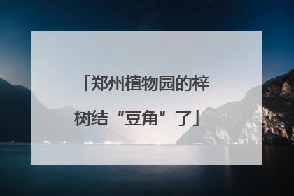 郑州植物园的梓树结“豆角”了