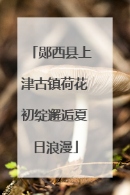 郧西县上津古镇荷花初绽邂逅夏日浪漫