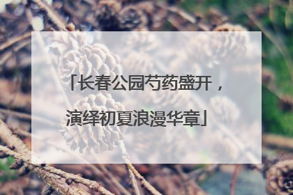 长春公园芍药盛开，演绎初夏浪漫华章