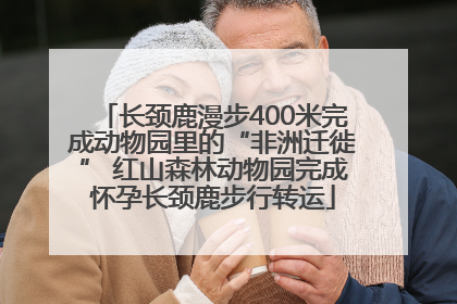 长颈鹿漫步400米完成动物园里的“非洲迁徙” 红山森林动物园完成怀孕长颈鹿步行转运