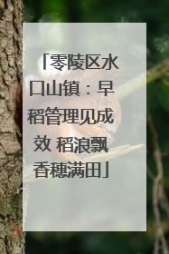 零陵区水口山镇：早稻管理见成效 稻浪飘香穗满田