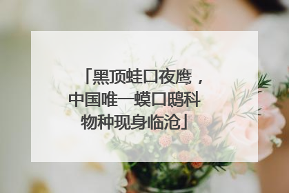黑顶蛙口夜鹰，中国唯一蟆口鸱科物种现身临沧