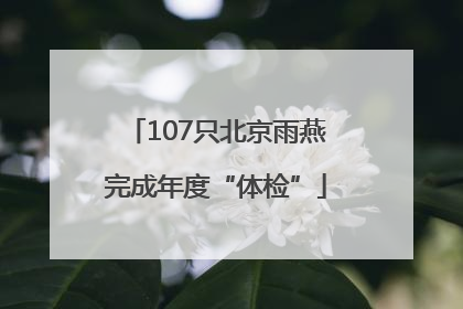 107只北京雨燕完成年度“体检”