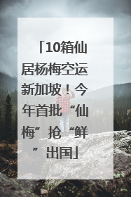 10箱仙居杨梅空运新加坡！今年首批“仙梅”抢“鲜”出国