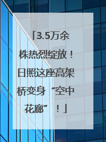 3.5万余株热烈绽放！日照这座高架桥变身“空中花廊”！
